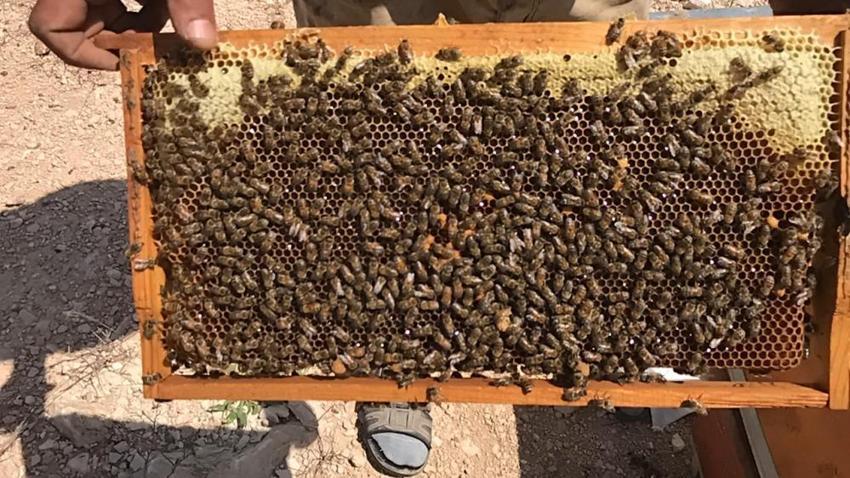 Sahte bal uyarısı, kilosu en az 1000 lira! ‘Gerçek bal diye ucuza veriyorlar’