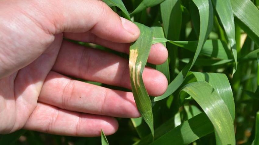 Yağış artışları nedeniyle tahılda 'sarı pas' riski! 'Mücadele edilmezse verim düşer'