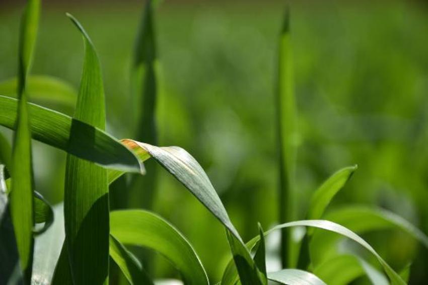 Yağış artışları nedeniyle tahılda 'sarı pas' riski! 'Mücadele edilmezse verim düşer'
