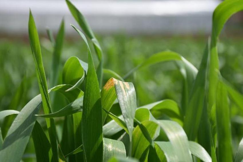 Yağış artışları nedeniyle tahılda 'sarı pas' riski! 'Mücadele edilmezse verim düşer'