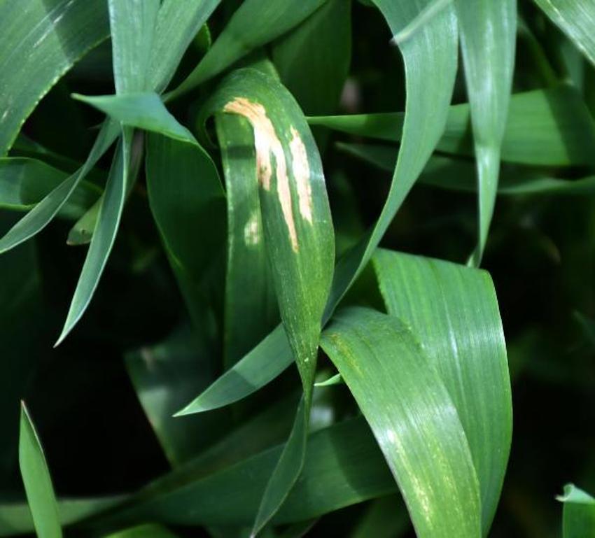 Yağış artışları nedeniyle tahılda 'sarı pas' riski! 'Mücadele edilmezse verim düşer'