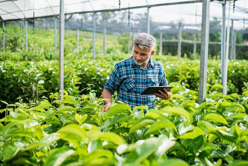 Yağış artışları nedeniyle tahılda 'sarı pas' riski! 'Mücadele edilmezse verim düşer'