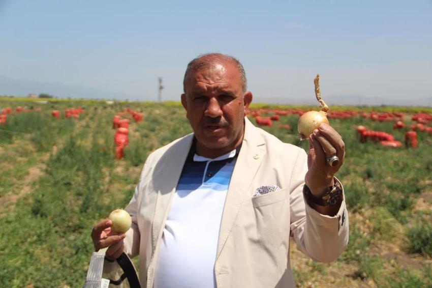 Soğan fiyatlarıyla ilgili yeni gelişme! Etiket fiyatı değişti