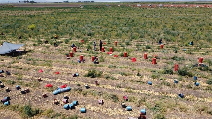 Soğan fiyatlarıyla ilgili yeni gelişme! Etiket fiyatı değişti