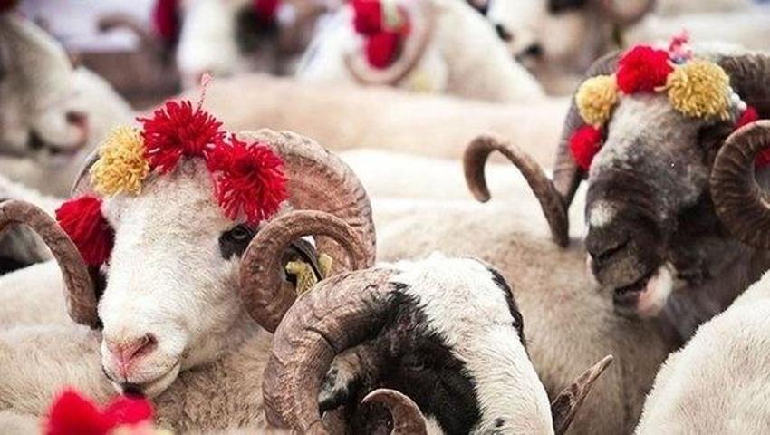 Kızılay, TDV kurban kesim bedeli 2023 ne kadar? Kurban Bayramı'nda vekaleten kurban kesim bedeli kaç TL oldu?