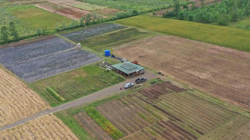 Topraktan çıkan altın! Kilosu 2 bin TL'ye satılıyor