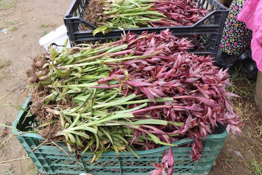 Topraktan çıkan altın! Kilosu 2 bin TL'ye satılıyor