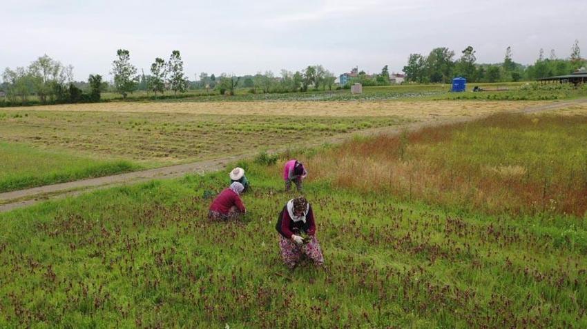 Topraktan çıkan altın! Kilosu 2 bin TL'ye satılıyor