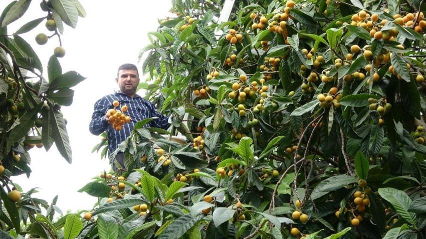 Mersin’de üretiliyor, dünyaya ihraç ediliyor! ‘Fiyatlardan memnunuz’