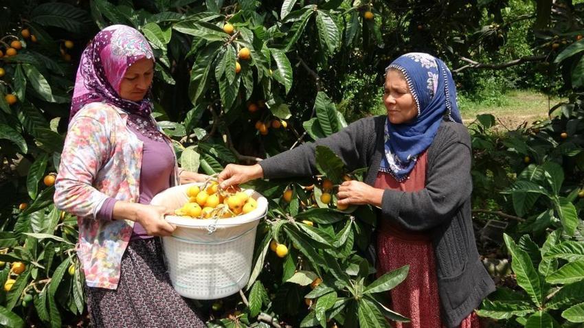 Mersin’de üretiliyor, dünyaya ihraç ediliyor! ‘Fiyatlardan memnunuz’