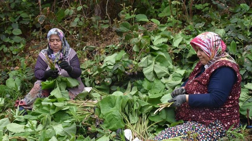  Şeker hastalığına ve metabolizmaya şifa! Özel bakımı yok, ormanda yetişiyor