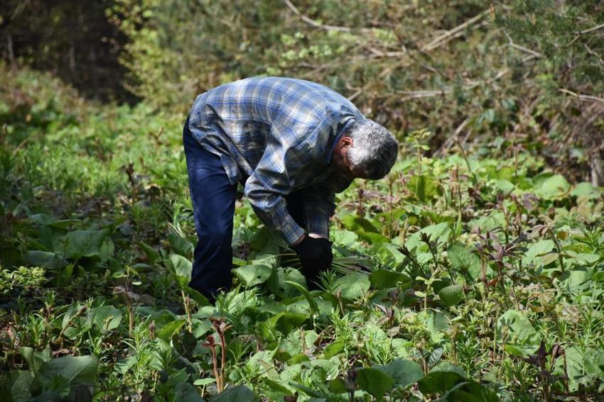  Şeker hastalığına ve metabolizmaya şifa! Özel bakımı yok, ormanda yetişiyor