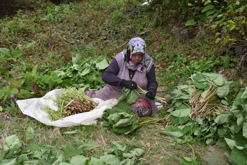  Şeker hastalığına ve metabolizmaya şifa! Özel bakımı yok, ormanda yetişiyor