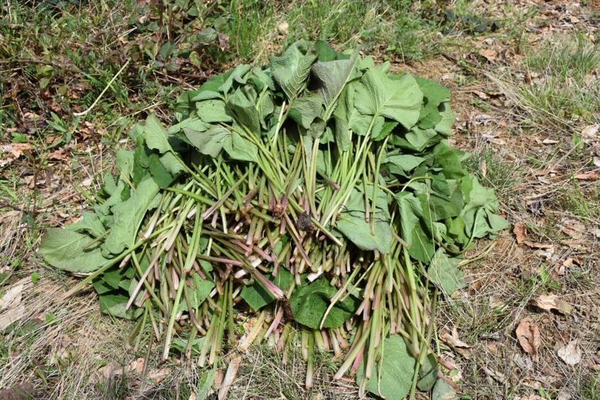  Şeker hastalığına ve metabolizmaya şifa! Özel bakımı yok, ormanda yetişiyor