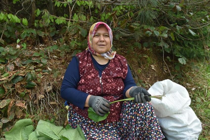 Şeker hastalığına ve metabolizmaya şifa! Özel bakımı yok, ormanda yetişiyor