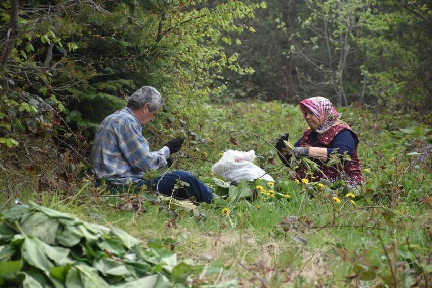  Şeker hastalığına ve metabolizmaya şifa! Özel bakımı yok, ormanda yetişiyor