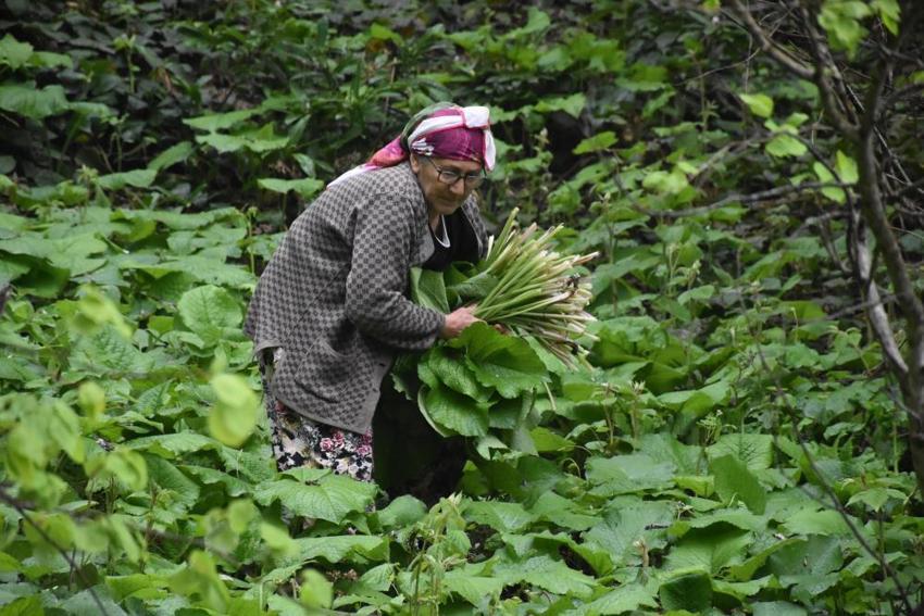  Şeker hastalığına ve metabolizmaya şifa! Özel bakımı yok, ormanda yetişiyor
