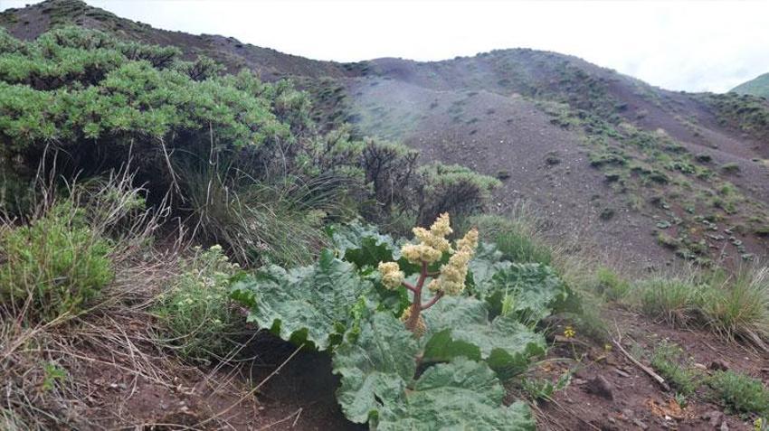 Eşgin tezgâhlara çıktı, demeti 30 lira