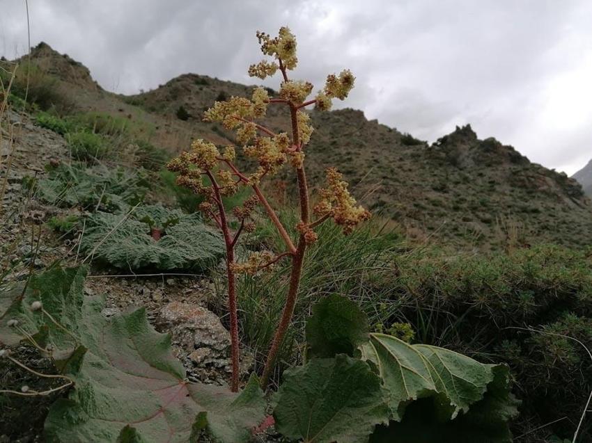 Eşgin tezgâhlara çıktı, demeti 30 lira