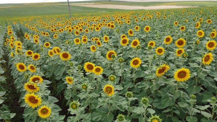Ayçiçek yağı fiyatlarını düşürecek gelişme! Yüzde 50 arttı