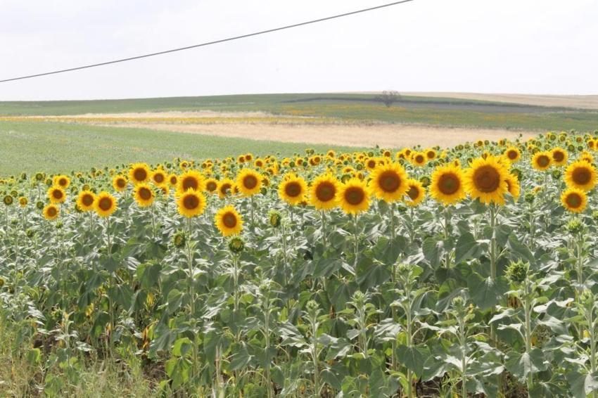 Ayçiçek yağı fiyatlarını düşürecek gelişme! Yüzde 50 arttı