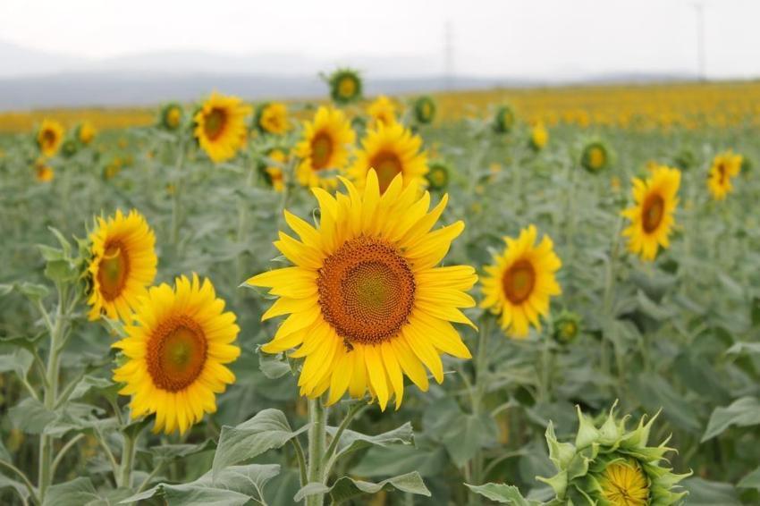 Ayçiçek yağı fiyatlarını düşürecek gelişme! Yüzde 50 arttı