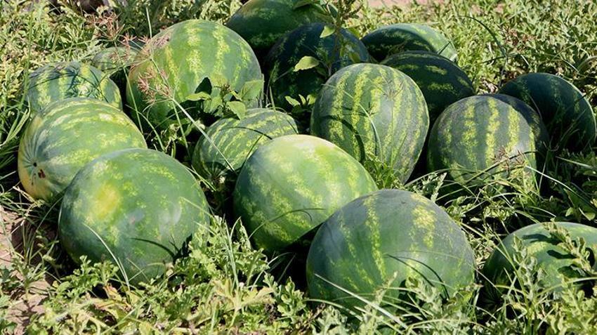 Karpuz fiyatları değişti! Kilosu 5 liraya kadar düştü