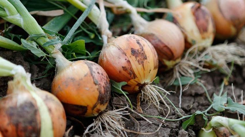 Üreticide yüzde 50, markette yüzde 24 düştü! Kuru soğan fiyatı ile ilgili yeni açıklama