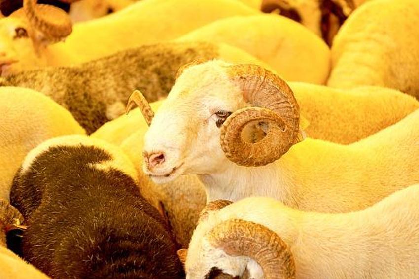 Kurbanlık küçük baş fiyatları belli oldu!