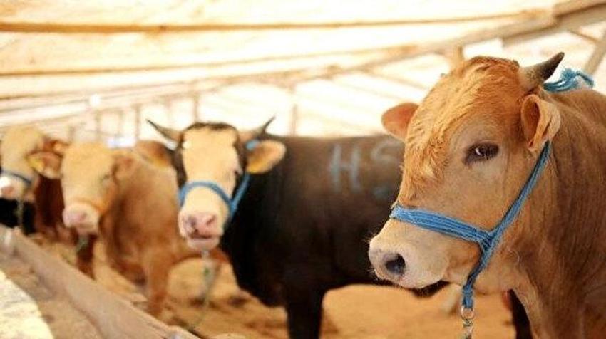 Yurtiçi ile yurtdışı vekaleten kurban hisseleri arasında neden fiyat farkı var?