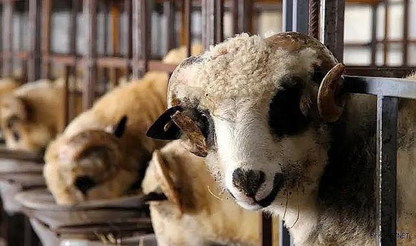 Yurtiçi ile yurtdışı vekaleten kurban hisseleri arasında neden fiyat farkı var?