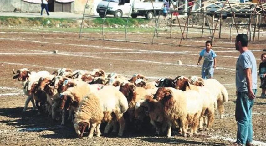 Yurtiçi ile yurtdışı vekaleten kurban hisseleri arasında neden fiyat farkı var?