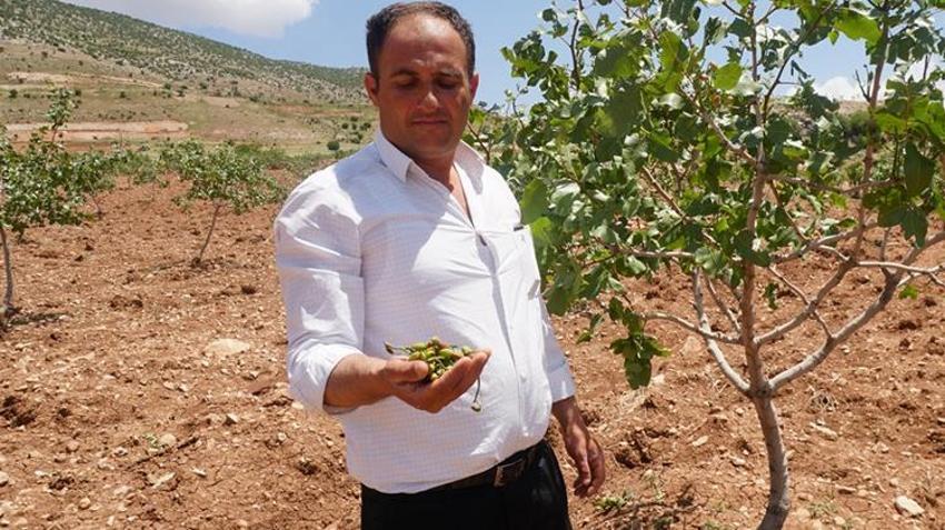 Dolu yağışı ‘yeşil altın’ı vurdu