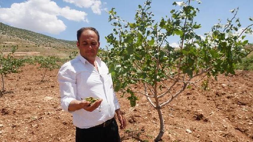 Dolu yağışı ‘yeşil altın’ı vurdu