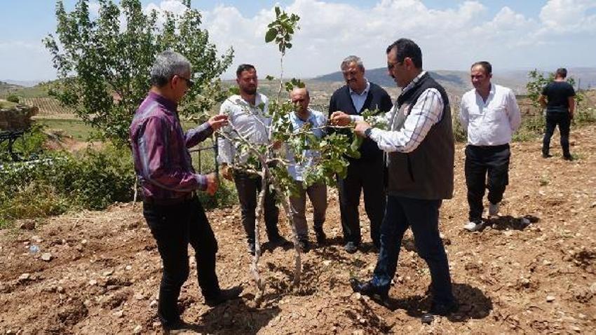 Dolu yağışı ‘yeşil altın’ı vurdu