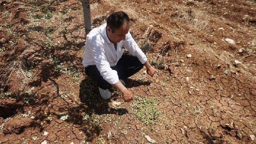 Dolu yağışı ‘yeşil altın’ı vurdu