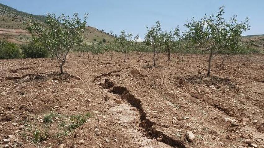 Dolu yağışı ‘yeşil altın’ı vurdu