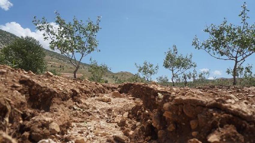 Dolu yağışı ‘yeşil altın’ı vurdu