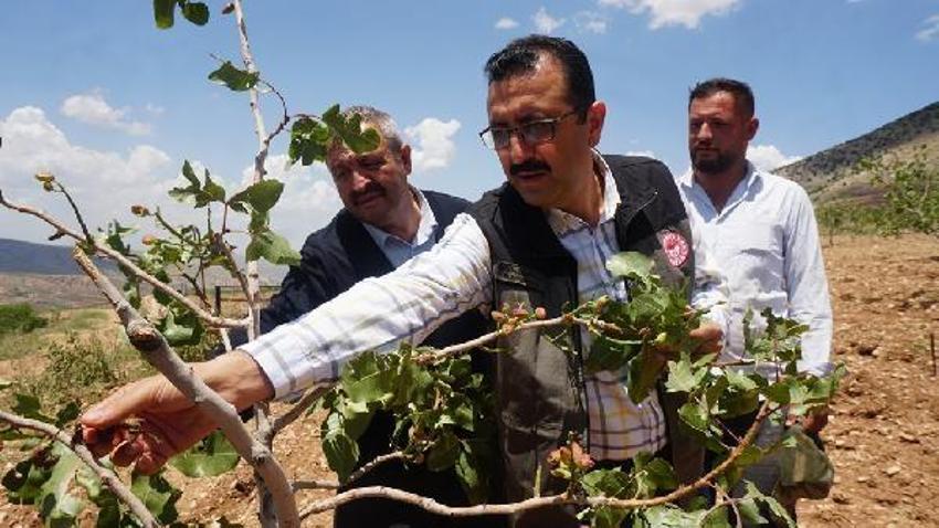 Dolu yağışı ‘yeşil altın’ı vurdu