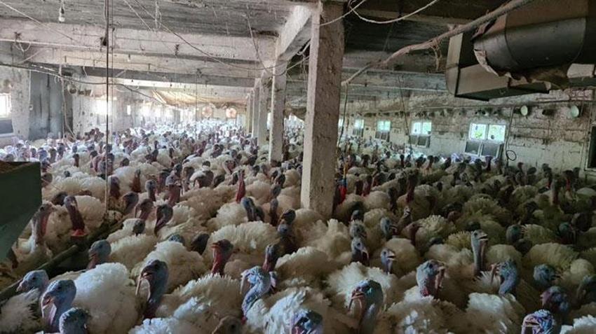 Hobi olarak başladı, yurt dışından talep yağıyor