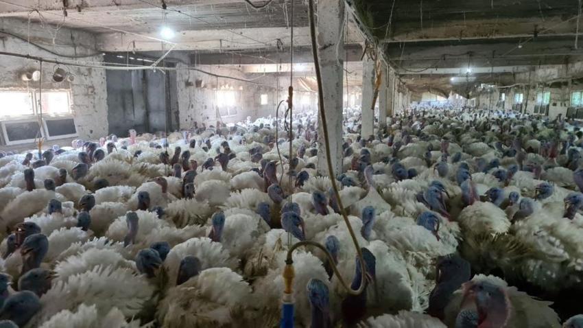 Hobi olarak başladı, yurt dışından talep yağıyor