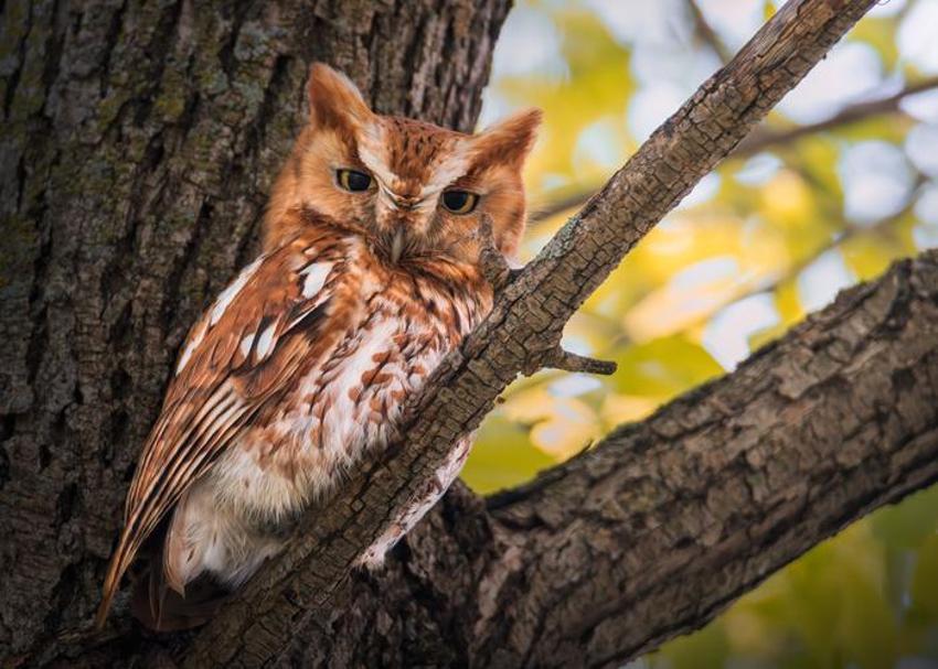 Falda Baykuş Görmek Ne Demek? Kahve Falında Baykuş Nasıl Yorumlanır?