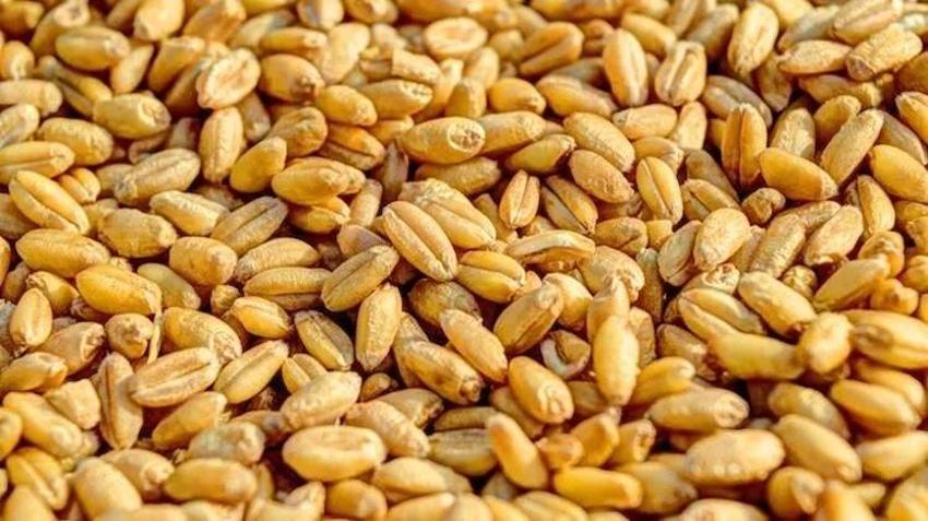 2023 Buğday fiyatları belli oldu! TMO 1 ton buğday, arpa fiyatı ne kadar?