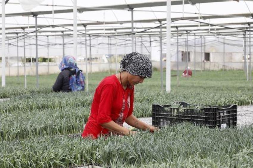 Antalya'da üretiliyor, dünyanın 33 ülkesi sıraya girdi! Hedef 165 milyon dolar döviz girdisi