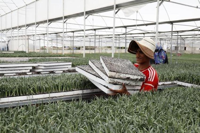 Antalya'da üretiliyor, dünyanın 33 ülkesi sıraya girdi! Hedef 165 milyon dolar döviz girdisi