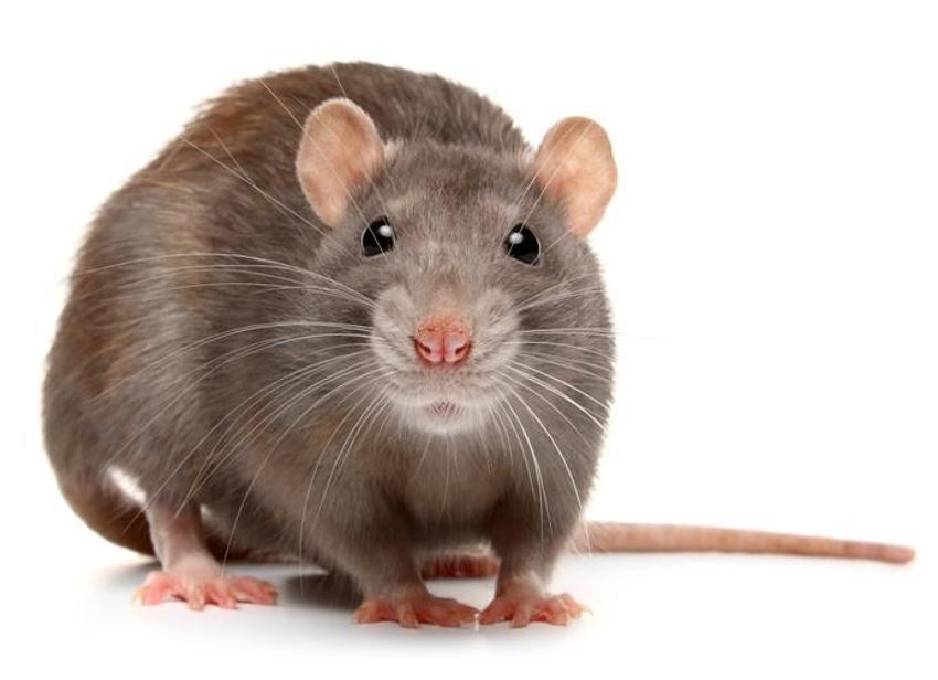 Falda Fare Görmek Ne Demek? Kahve Falında Fare Nasıl Yorumlanır?