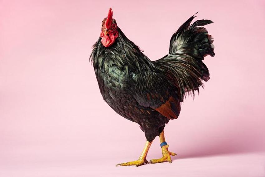 Falda Horoz Görmek Ne Demek? Kahve Falında Horoz Nasıl Yorumlanır?