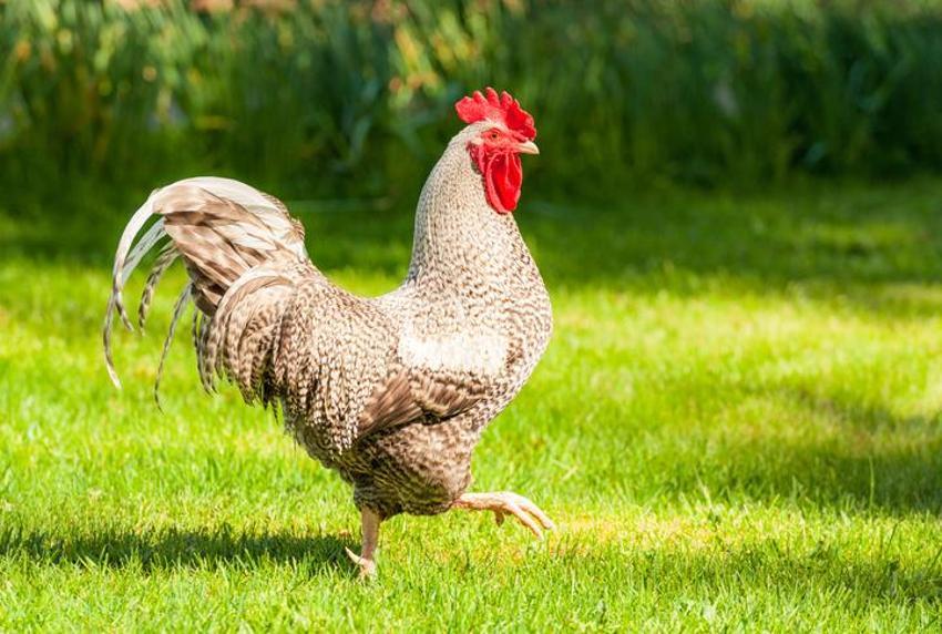 Falda Horoz Görmek Ne Demek? Kahve Falında Horoz Nasıl Yorumlanır?