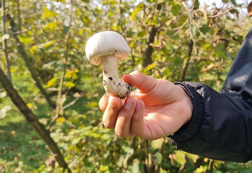 Gümüş kaşıkla ezmek, pişirilmesi ya da yoğurtla birlikte yemek mantar zehrini öldürür mü? Uzman isimden uyarı ve açıklama geldi