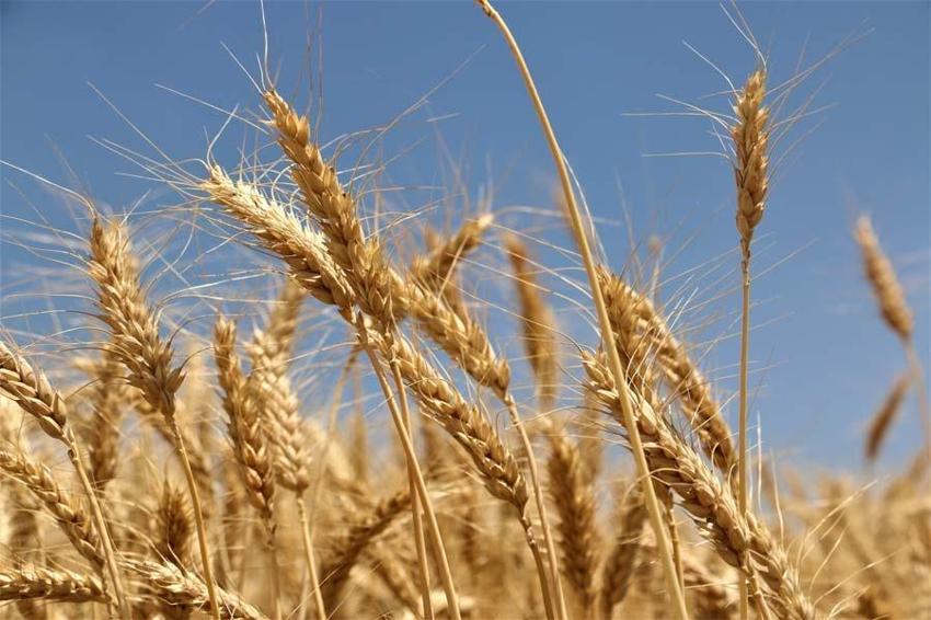 Hububatta tarihi rekolte: Çiftçinin yüzü güldü